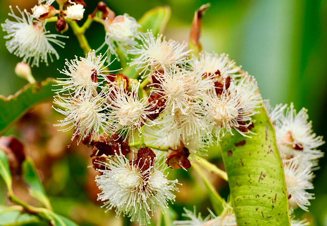 Syzygium glenus flowers