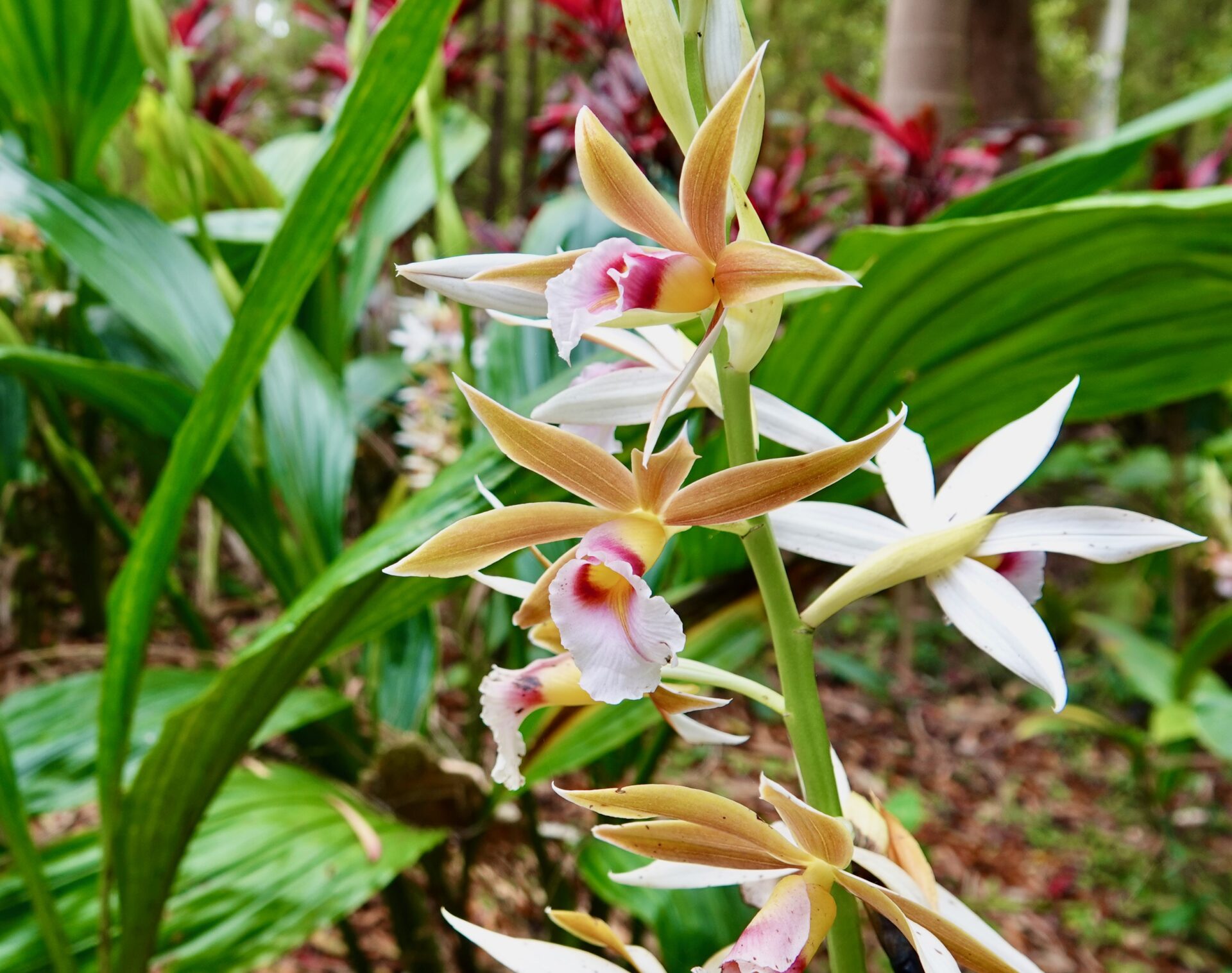 1b Conservation - swamp orchids